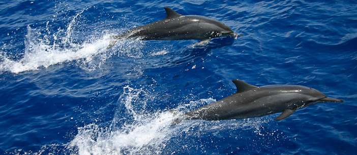 Viajar a Maldivas | Delfines en Maldivas: sonrisas en el mar - Viajar a Maldivas